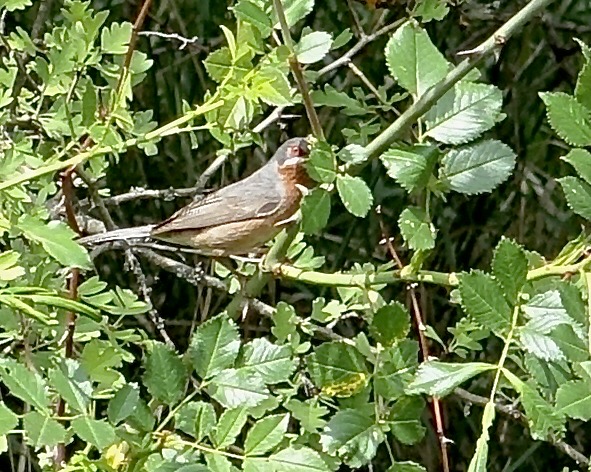 subalpine warbler